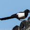 Magpie