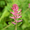 Common fumitory (φουμάρια)