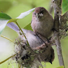 American bushtit