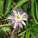 Purple Passionflower