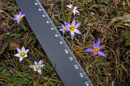 Romulea bulbocodium