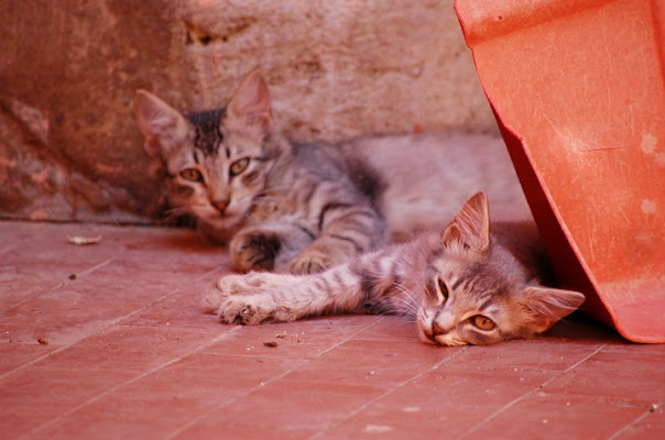 Siesta di Castignani