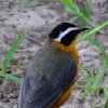 White browed Robin Chat