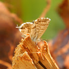 Geranium bronze