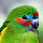 Parrot Wallpapers Parrot Theme |GreaTab