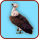 Download Vultures of Madhya Pradesh For PC Windows and Mac 1.2