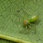 Jumping Spider