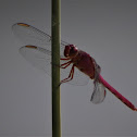 Roseate Skimmer