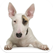 Bull Terrier Images  Icon