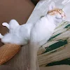 ユーザー