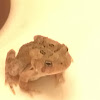 fowler's toad