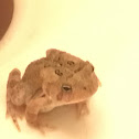 fowler's toad