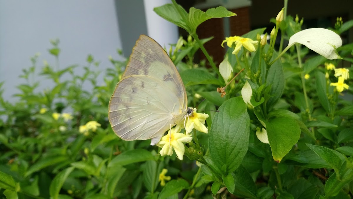 Mottled emigrant