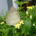 Mottled emigrant