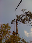 Tree Trimming