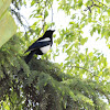 common magpie