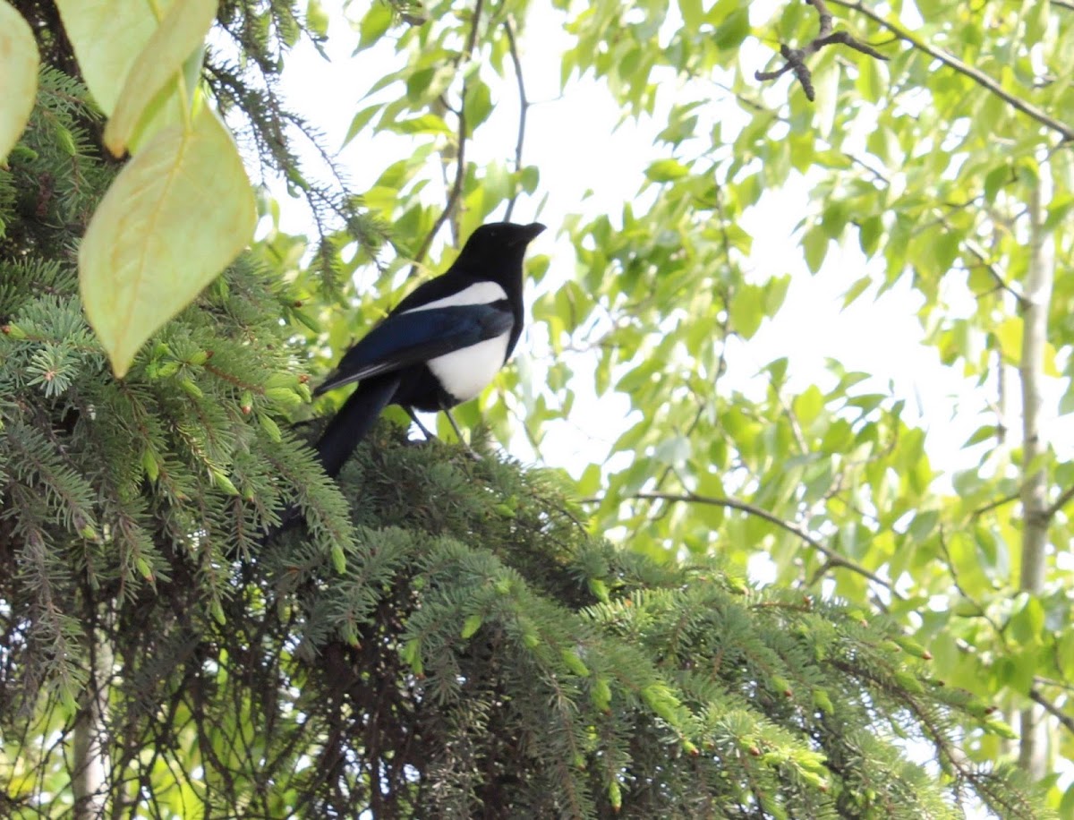 common magpie