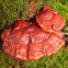 Reishi