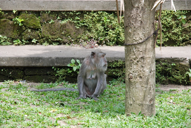 Бали: февраль 2011 – Кута, Убуд