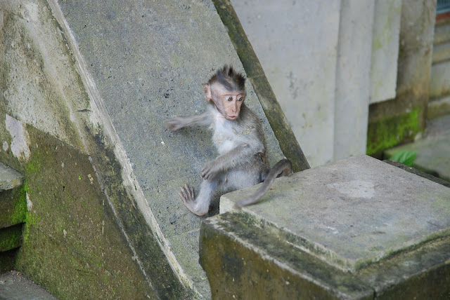 Бали: февраль 2011 – Кута, Убуд