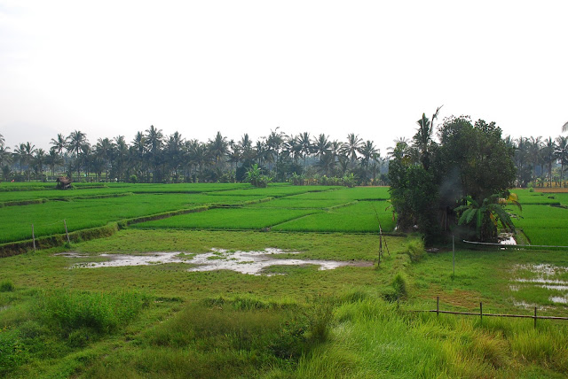 Бали: февраль 2011 – Кута, Убуд