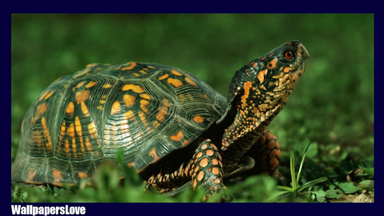 How to get Turtle Live Wallpaper patch 2.5 apk for laptop