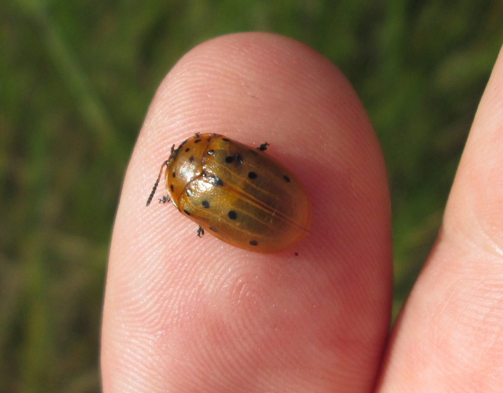 Argus Tortoise Beetle