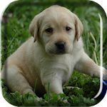 Labrador Puppy Live Wallpaper Apk