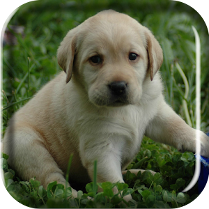 Labrador Puppy Live Wallpaper.apk 2.0