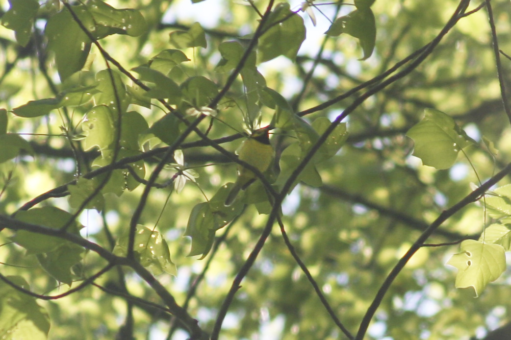 Hooded Warbler