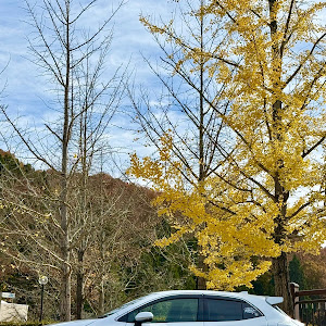 カローラスポーツ ZWE219H