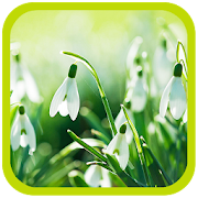 Tender Snowdrops and Sun  Icon