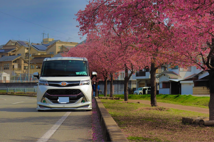 タンクカスタムのミラーレスのある生活・河津桜とコラボ・河津桜と愛車に関するカスタム事例の投稿画像1枚目