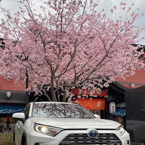 RAV4 MXAA54