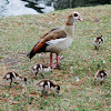 Egyptian goose