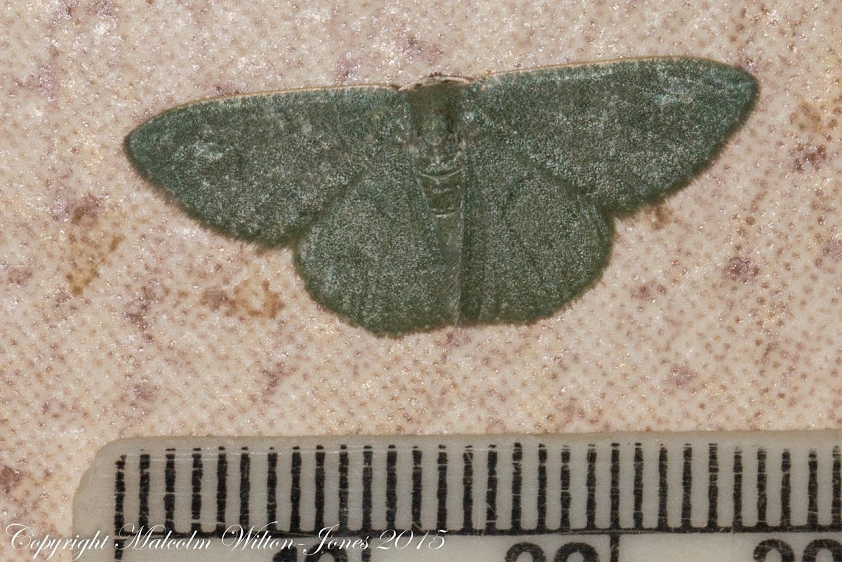 Emerald Moth