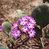 Beach Sand Verbena