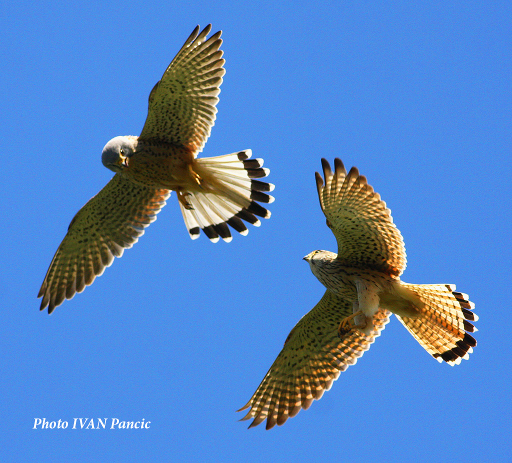 Common Kestrel