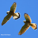 Common Kestrel