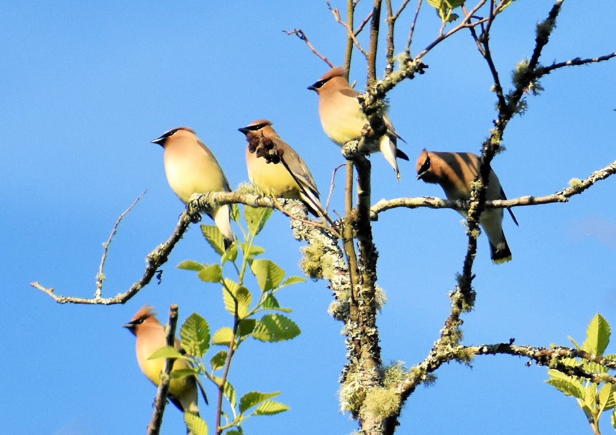 Cedar Waxwing