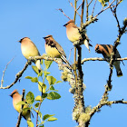 Cedar Waxwing