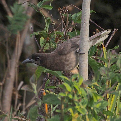 Brown Jay