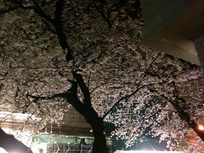 夜の桜