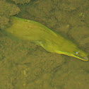 Green Moray Eel