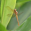 Asian Dragonfly