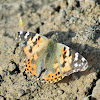 Painted lady