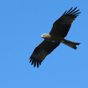 Red Kite