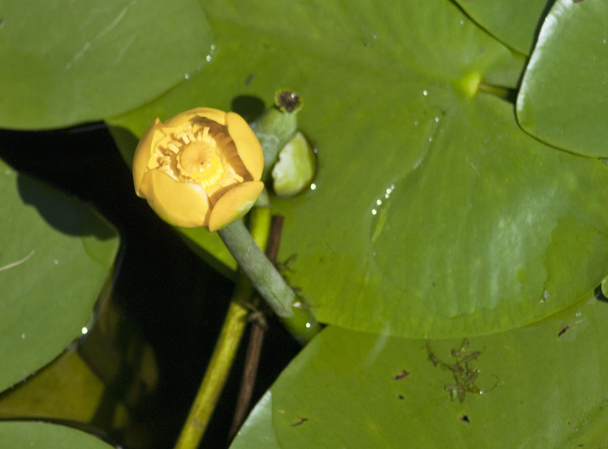 Yellow water-lily