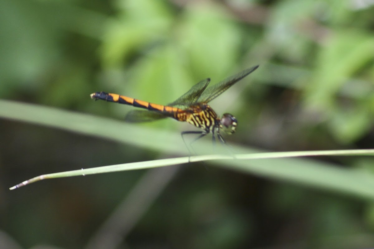 Seaside Dragonlet