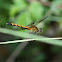 Seaside Dragonlet